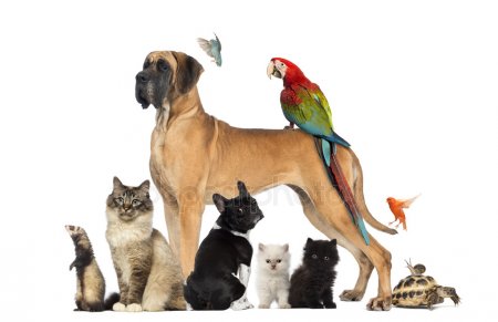 Leia mais sobre o artigo Curiosidades sobre os animais de estimação